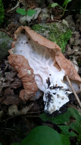 Neogyromitra parma