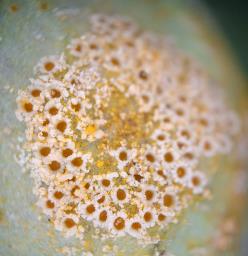 Puccinia bromina