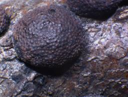Hypoxylon howeanum