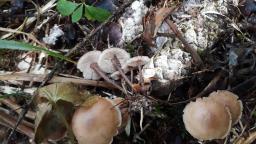 Baeospora myosura