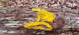 Hypomyces microspermus
