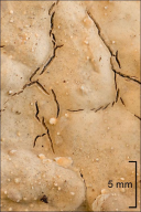 Stereum rugosum