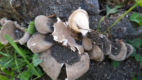 Panus neostrigosus