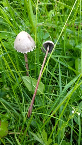 Panaeolus papilionaceus