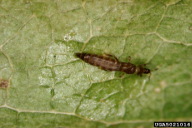 Taeniothrips inconsequens