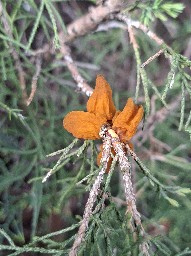 Gymnosporangium sabinae