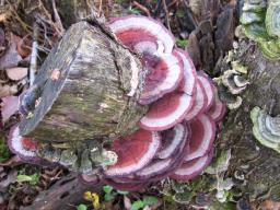 Daedaleopsis tricolor