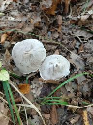 Tricholoma bresadolanum
