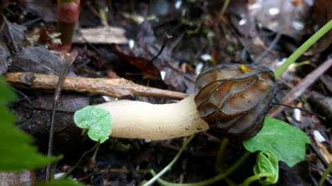 Morchella semilibera