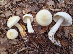 Tricholoma stiparophyllum