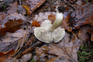 Tricholoma portentosum