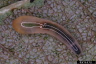 Caliroa cinxia