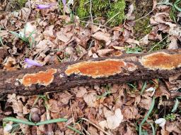 Gloeoporus taxicola