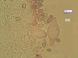 Agrocybe praecox