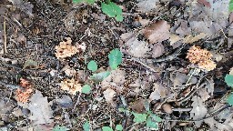 Ramaria botrytis
