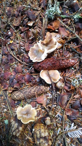 Rhodocollybia butyracea