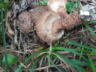 Echinoderma calcicola