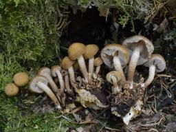 Kuehneromyces mutabilis