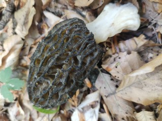 Morchella costata