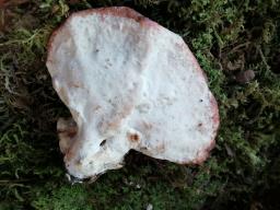 Osteina obducta