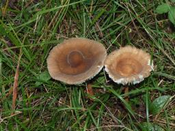 Oudemansiella melanotricha