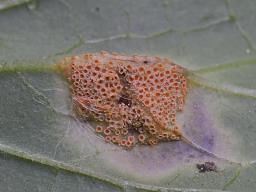 Puccinia bromina