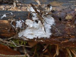 Piloderma byssinum