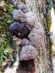 Hypoxylon fuscum