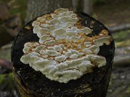Neoantrodia serialis