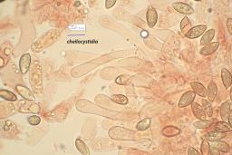 Hebeloma pseudofragilipes