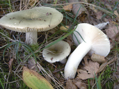 Russula aeruginea