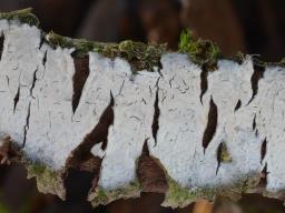 Radulomyces rickii