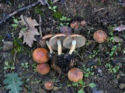 Pholiota carbonaria