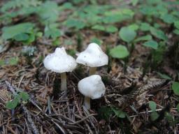 Inocybe umbratica
