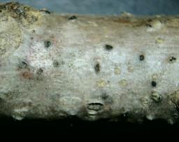 Juglanconis appendiculata