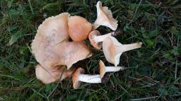 Cuphophyllus pratensis