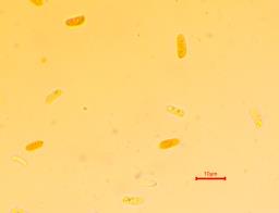 Panellus violaceofulvus