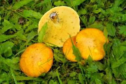 Suillus granulatus