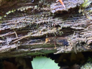Hemitrichia serpula