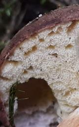 Imleria badia