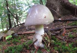 Amanita argentea