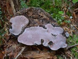 Rhodofomes roseus