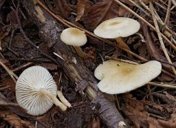 Tephrocybe platypus
