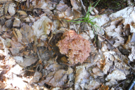 Ramaria botrytis