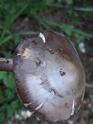 Amanita porphyria