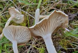 Collybia rivulosa