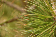 Dothistroma septosporum/pini