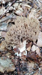 Ramaria fennica