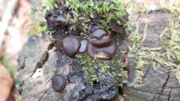 Pachyella violaceonigra