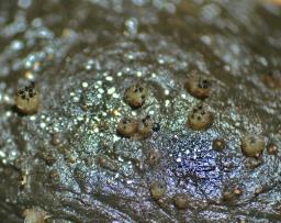 Ascobolus immersus